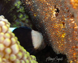 Anemone fish by Aboy Capili 